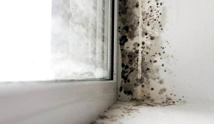 Mold, Mildew & Fungus Prevention in Baltimore & Columbia, MD